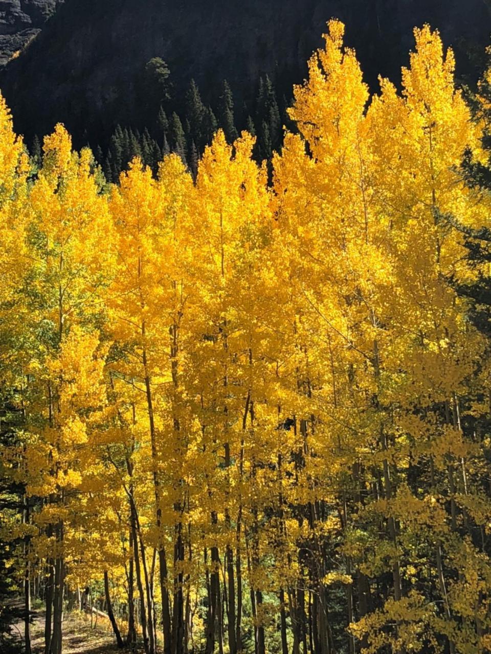 Timber Ridge Lodge Ouray Esterno foto